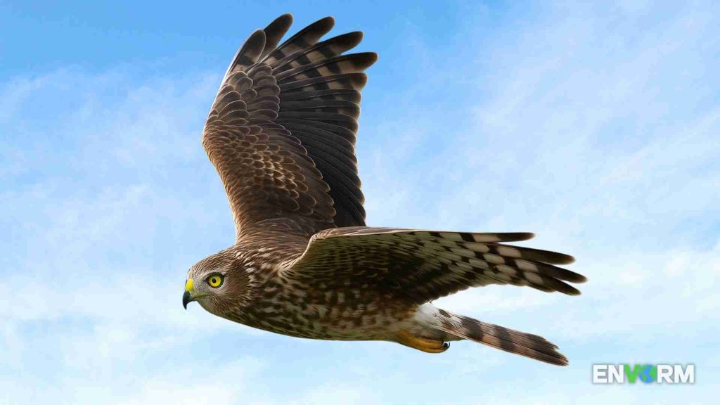 Hen harrier